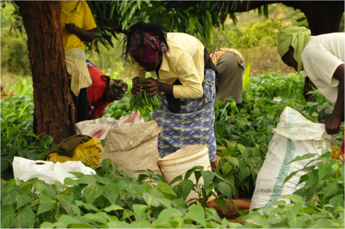 Farm workers at Chris Wambugu’s farm harvest fresh beans in the expansive 10 acre farm