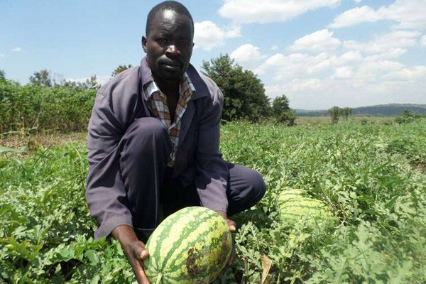 Learn from my ups and downs in watermelon farming