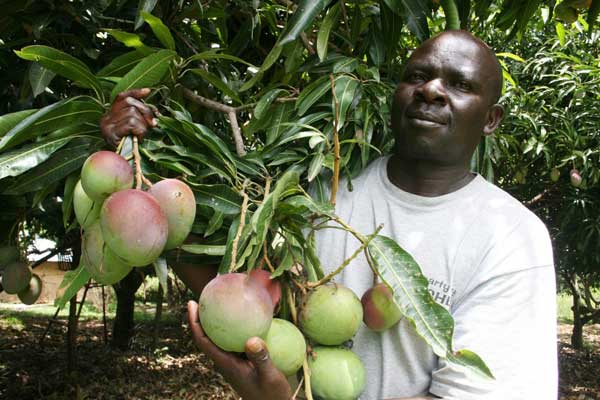 Mango farmers to export to China easily following KNCCI deal