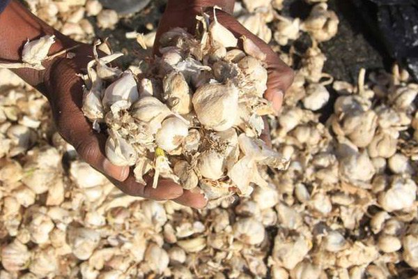 How I Make Millions From Garlic Farming