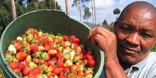 All you need to know about strawberry farming