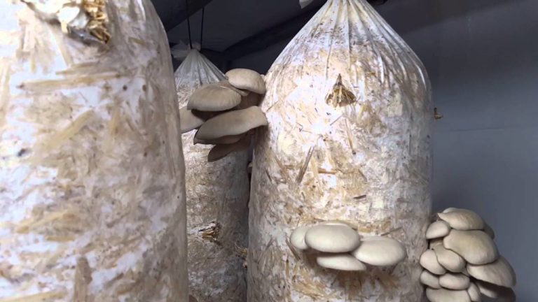 How to make good money growing Oyster mushrooms