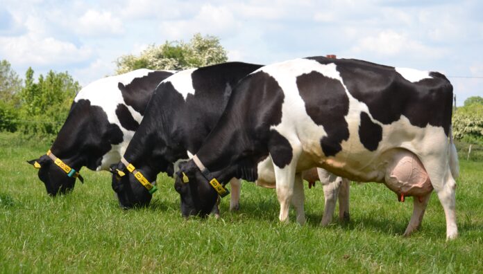 Cattle