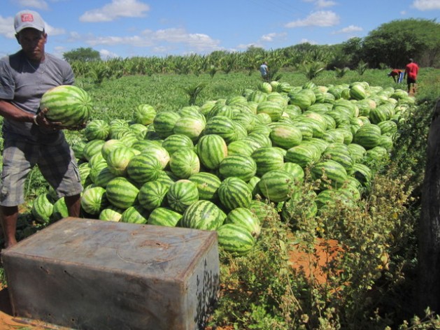 Watermelon Farming Techniques