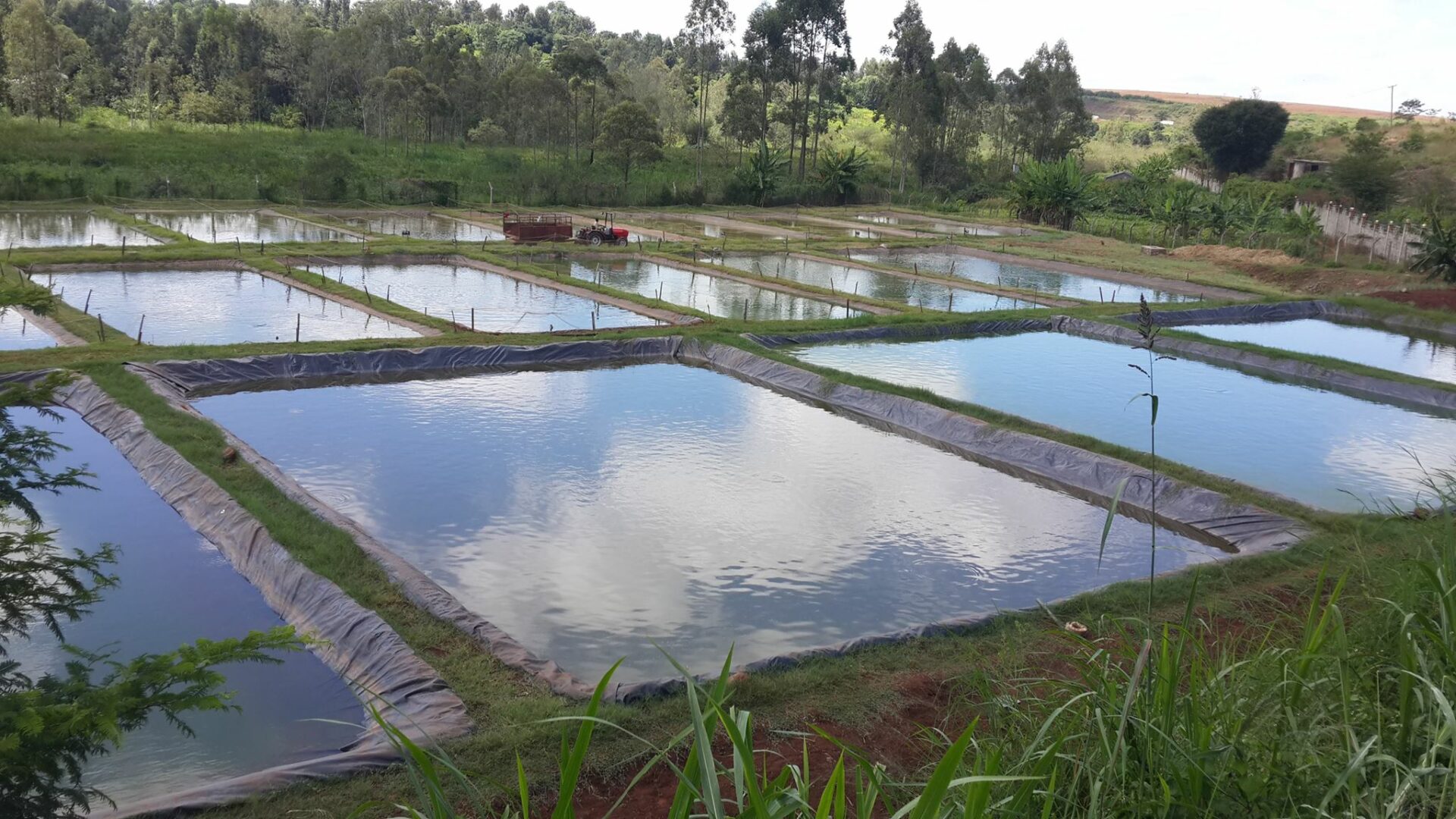 Your complete guide on profitable commercial fish farming in Kenya