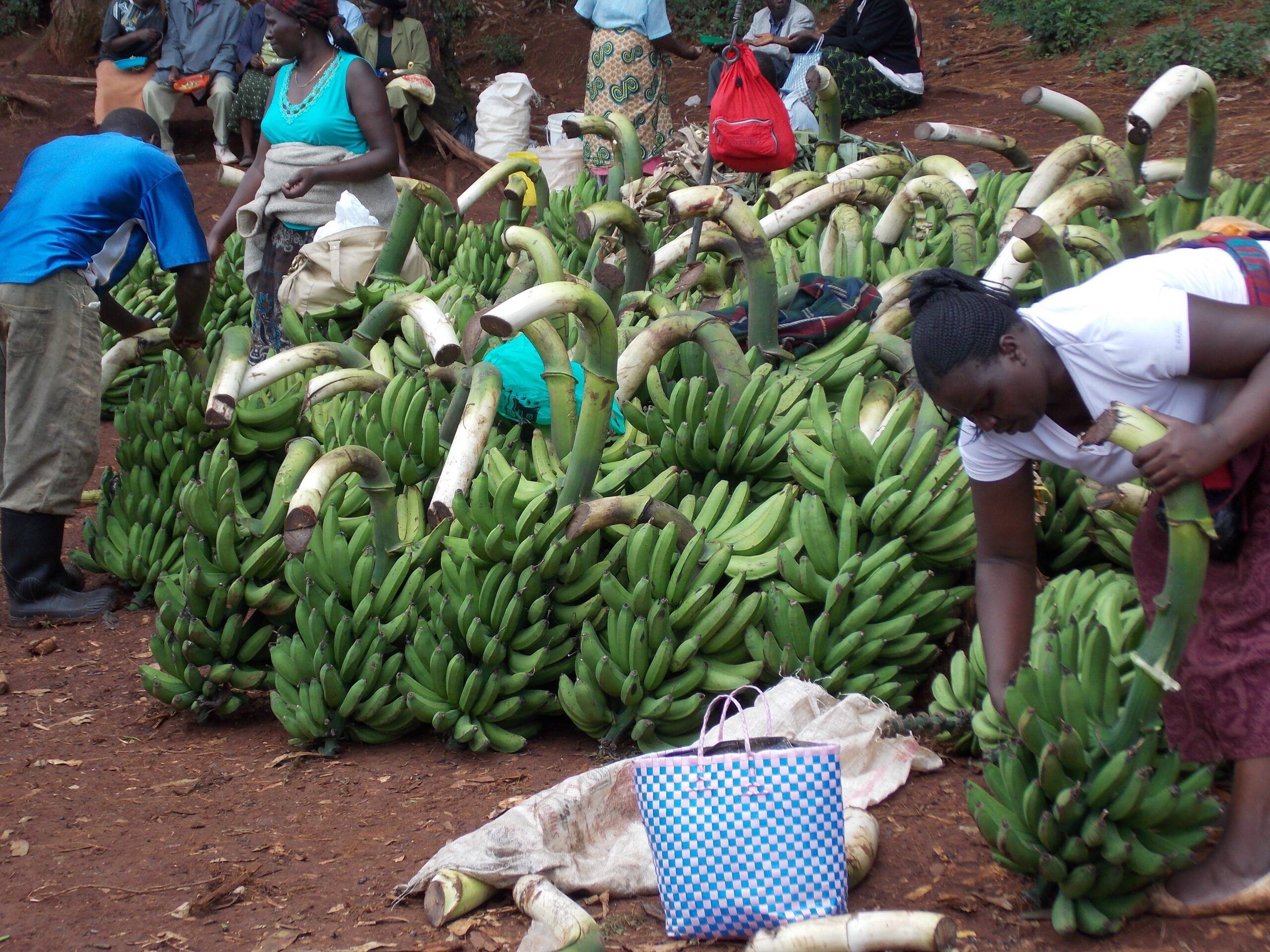 banana farming