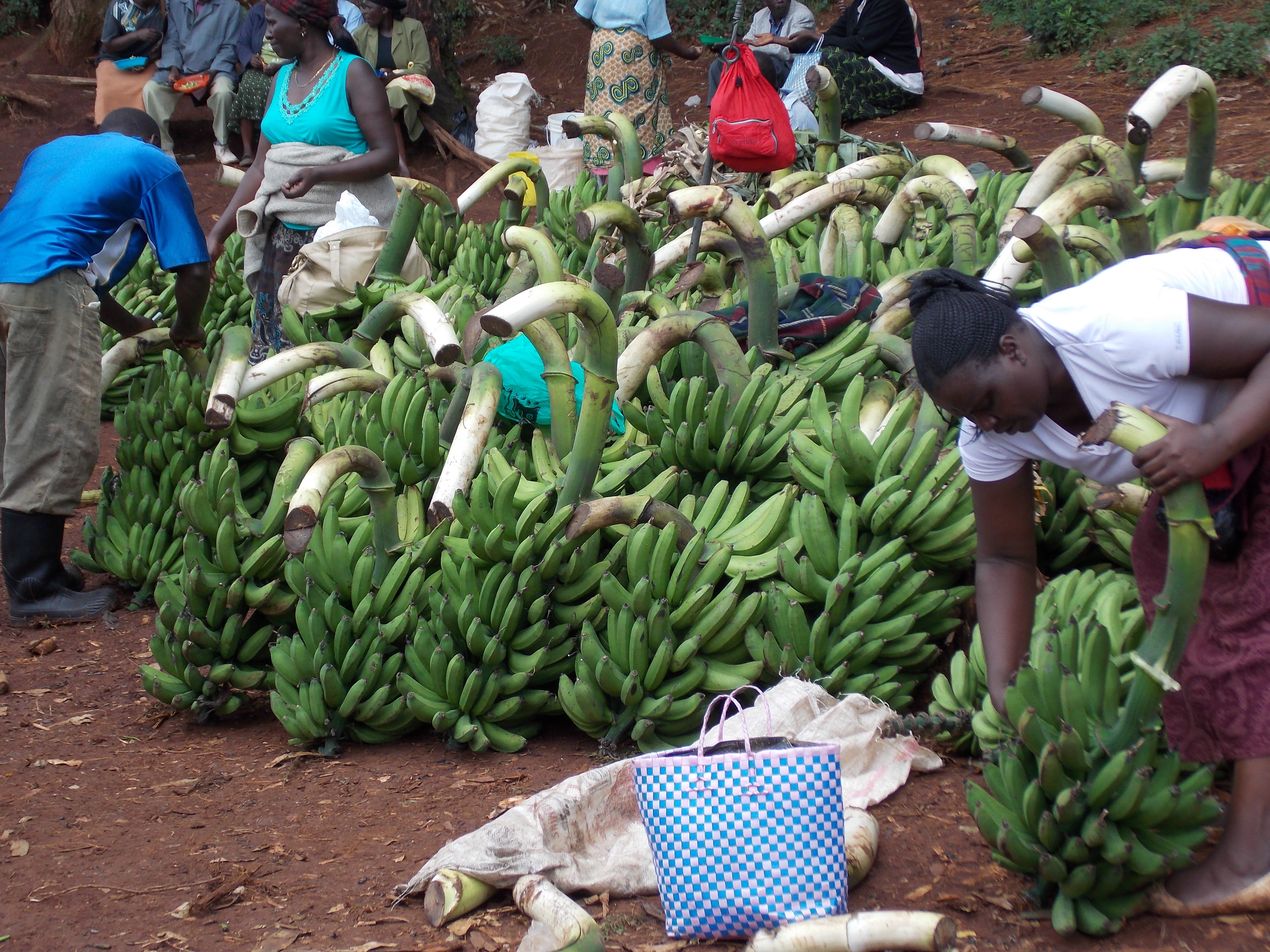 Farm rio going bananas