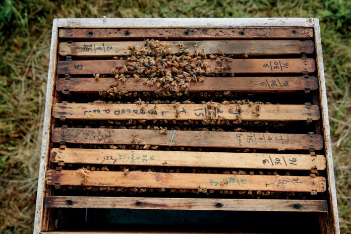 Beekeeping