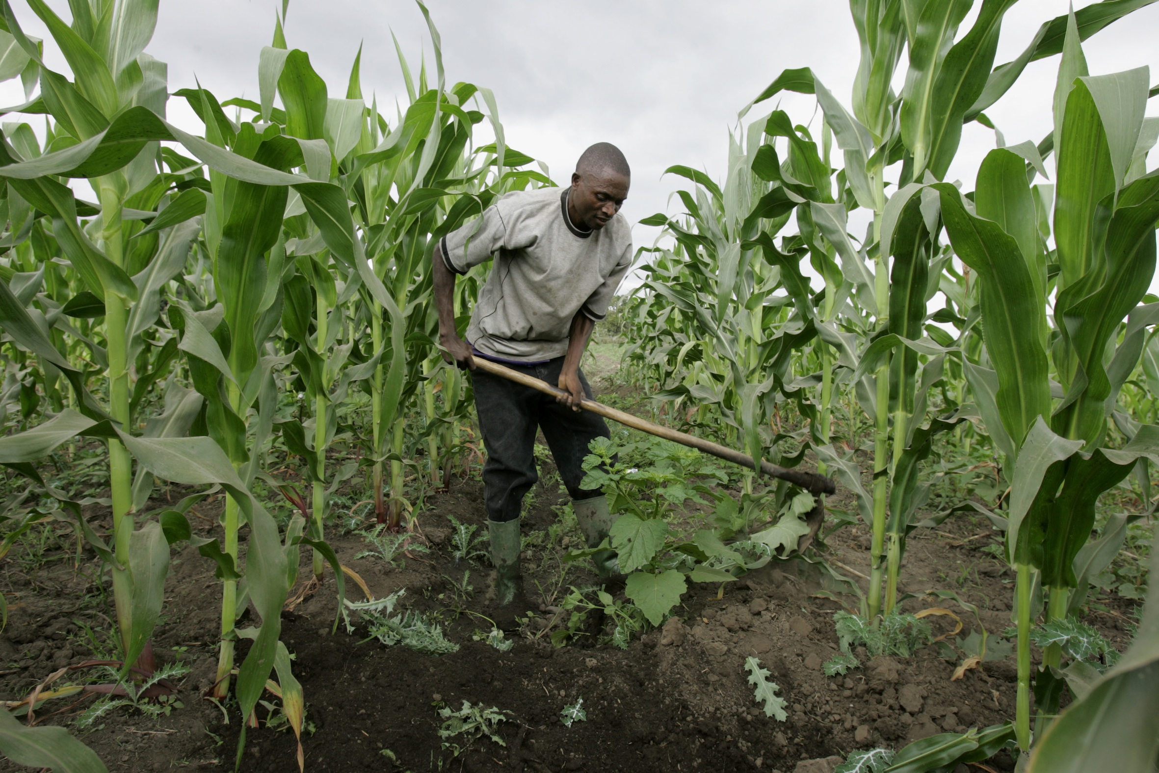 farmer