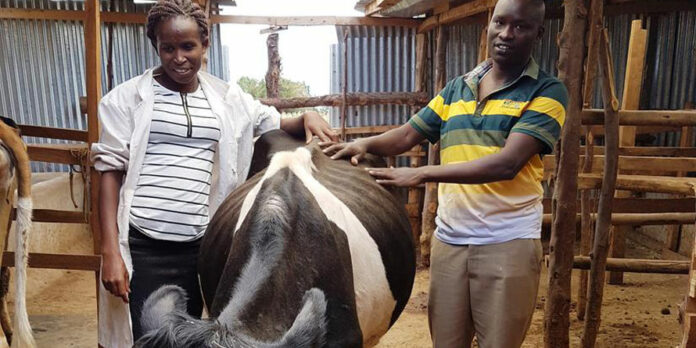 Small scale dairy farming