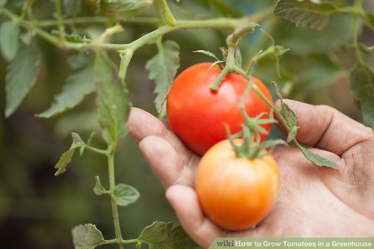 How to profitably grow tomatoes in a greenhouse