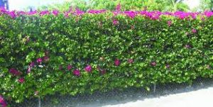 How to choose, grow and maintain the perfect hedge