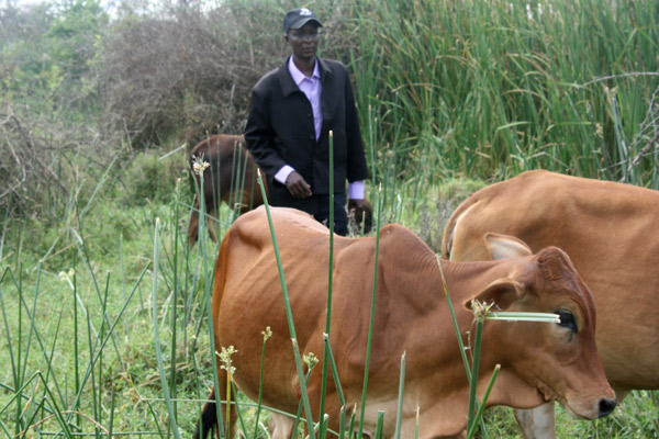 beef farming