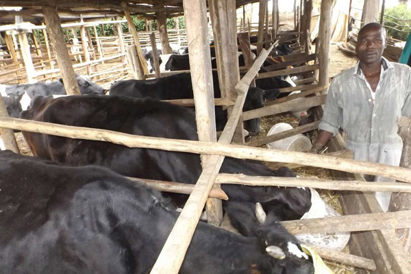 healthy livestock