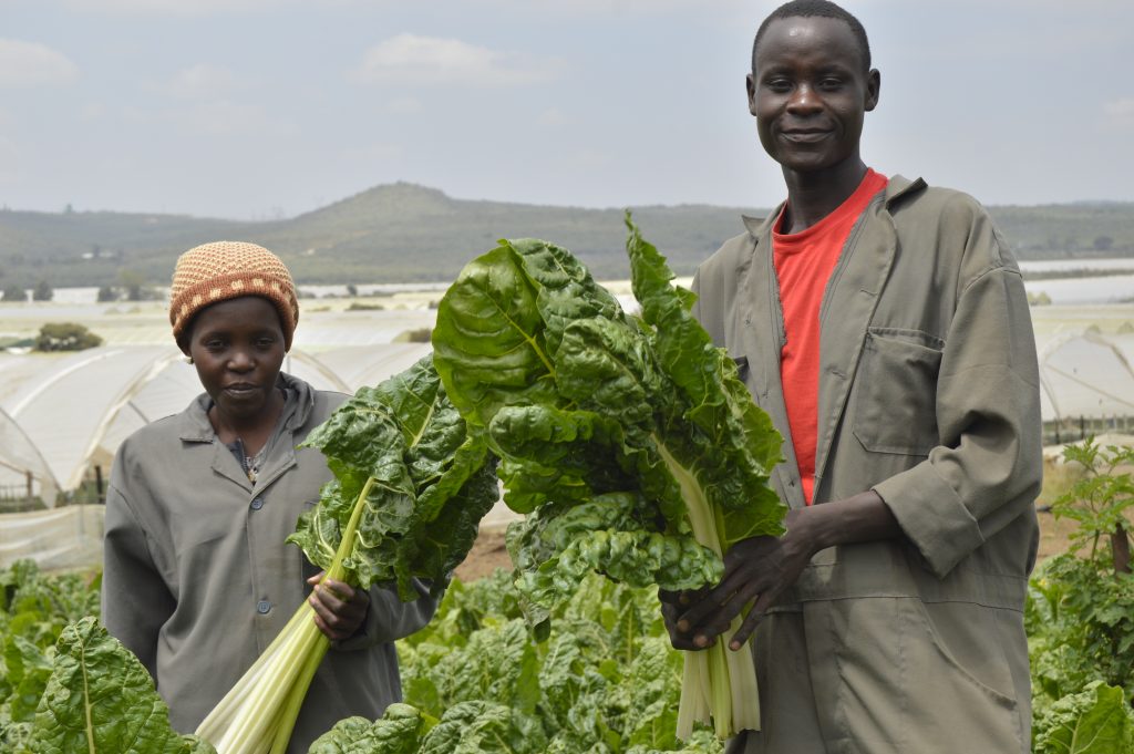 Oserian Fairtrade establishes nutrition garden to supplement staff feeding