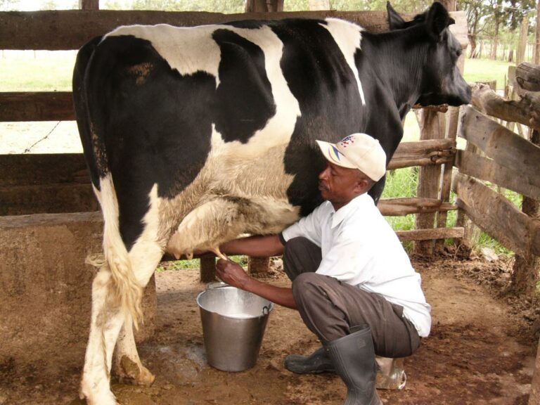 I make Sh. 80,000 monthly from my three dairy cows