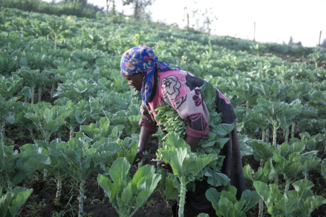 Starting An Agribusiness in Kenya