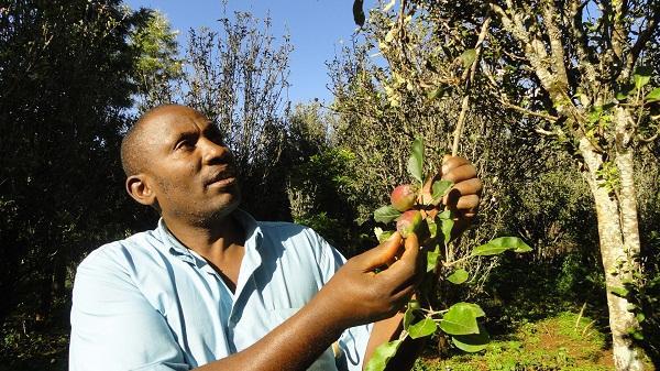 How a Former Jua Kali Mechanic Is Making Millions From His 20-acres Apple Farm