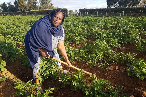 How potato seeds are making me rich