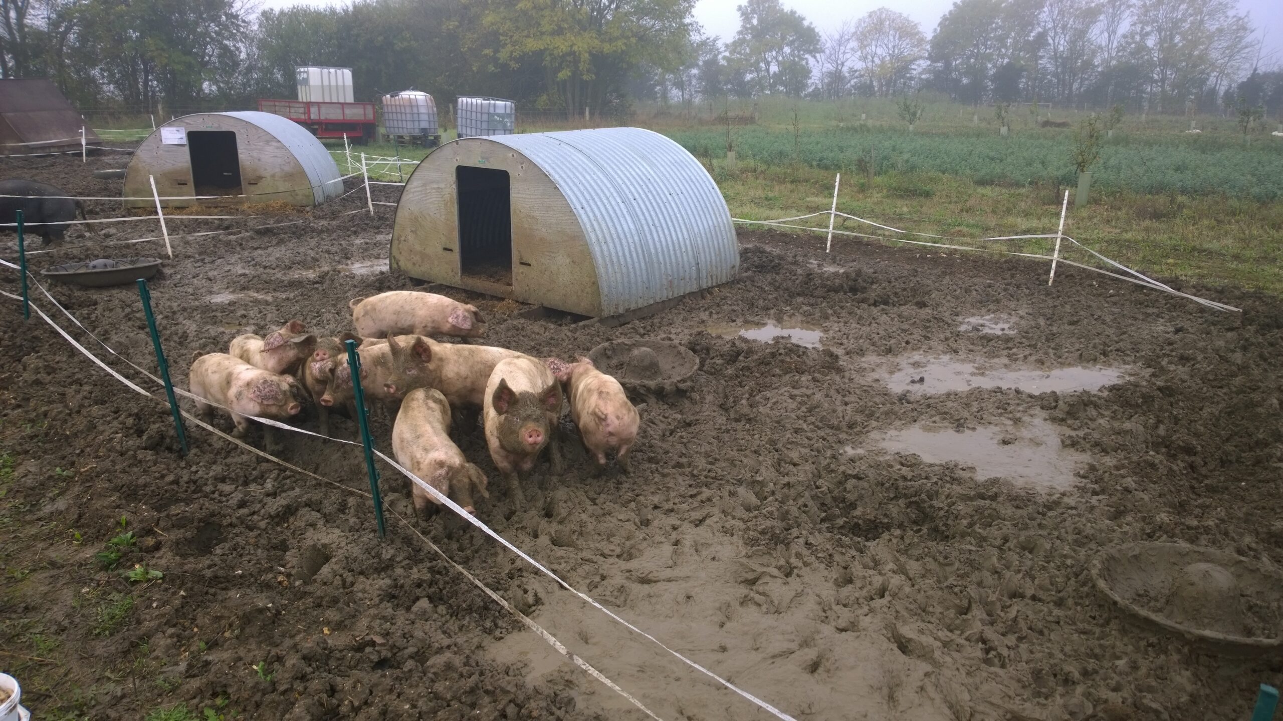 3 main factors to consider before rearing pigs at home