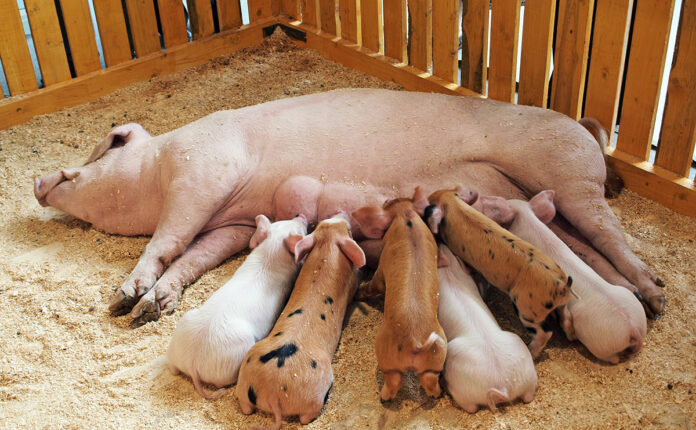 A sow feeding its piglets.