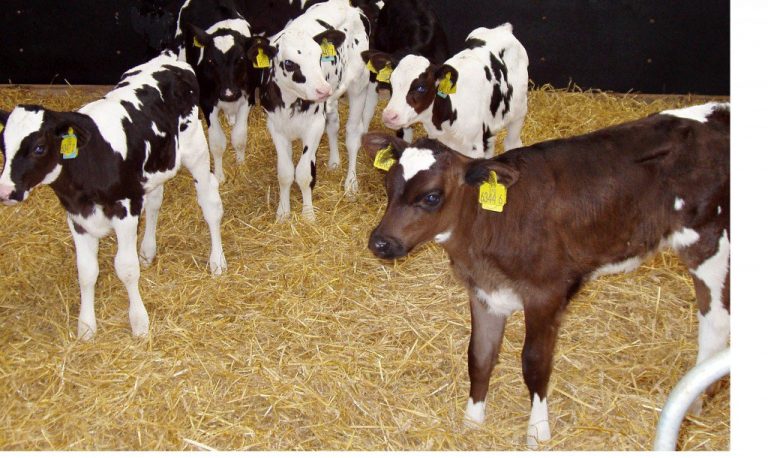 5 steps on how to prevent calf scour