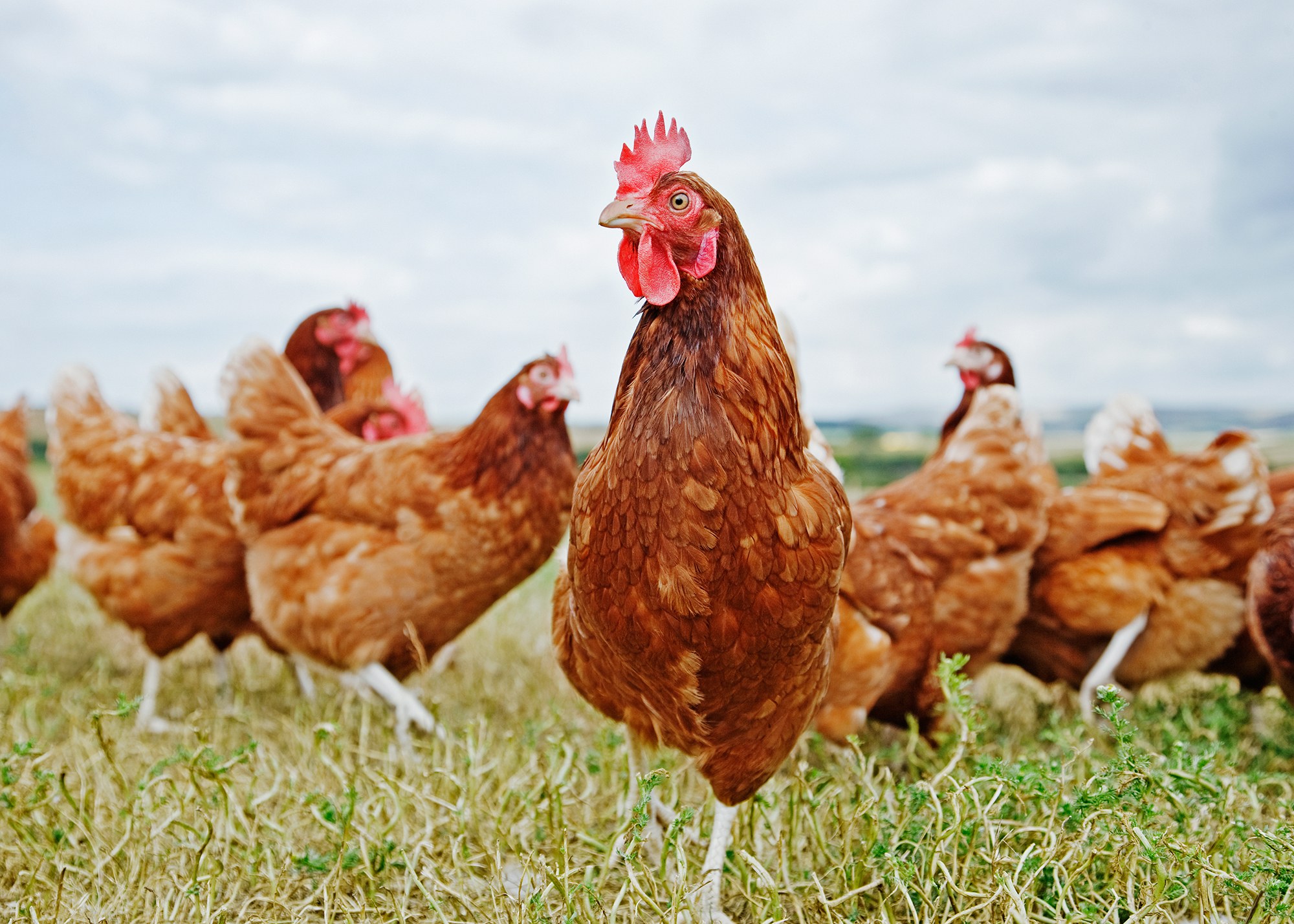 Can You Have Backyard Chickens In Calgary