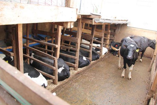 Plan for cowshed Crores spent on cowsheds, no end to stray menace in Panchkula