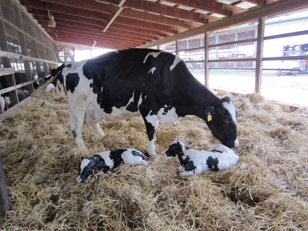 Dairy cow with its newborn twin calves.