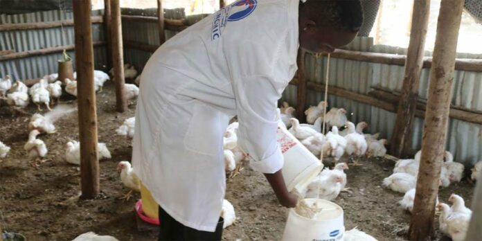 Kuku Kienyeji Farming