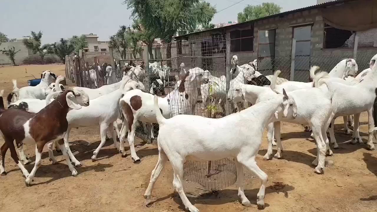 How to Raise Goats on Your Small Farm