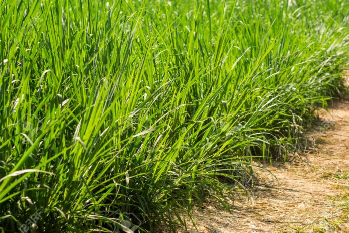 Napier Grass Plantation