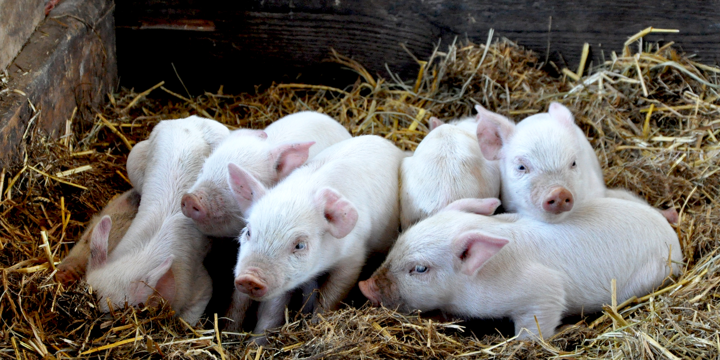 Farm Piglets