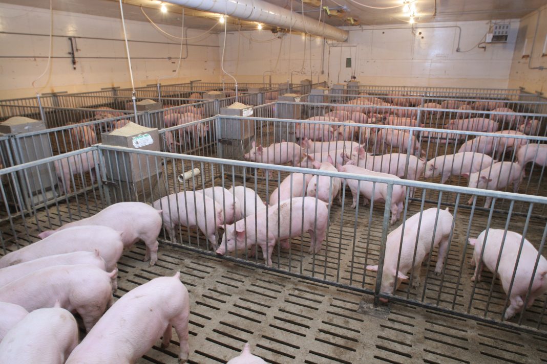 Pigs in pen with good engineered waste disposal
