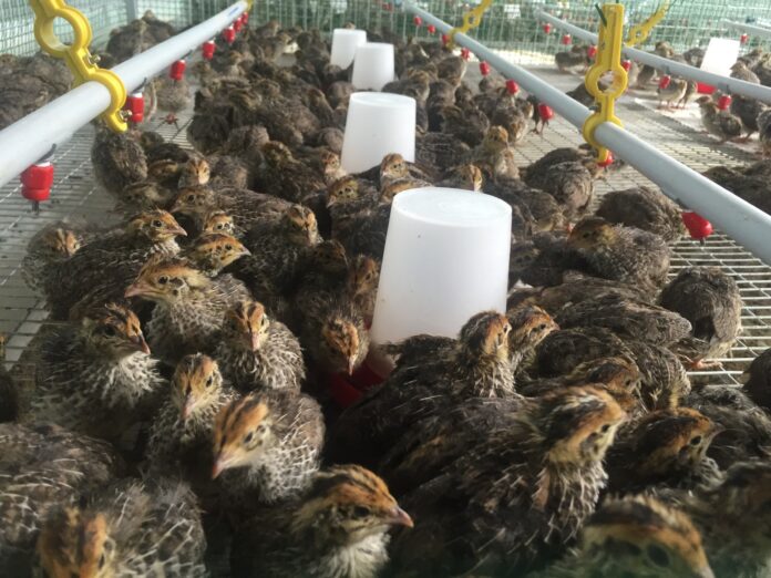 Quail in their housing cage