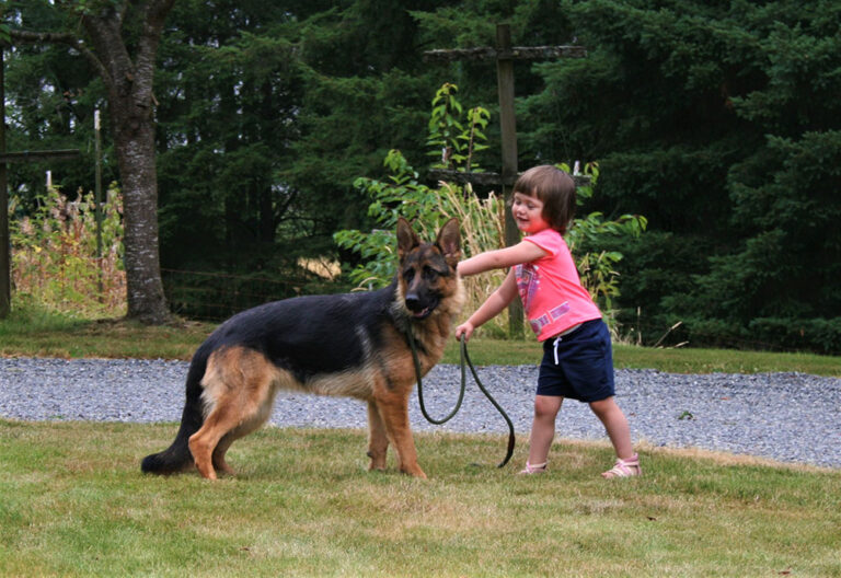 9 reasons why German shepherd is the best dog breed
