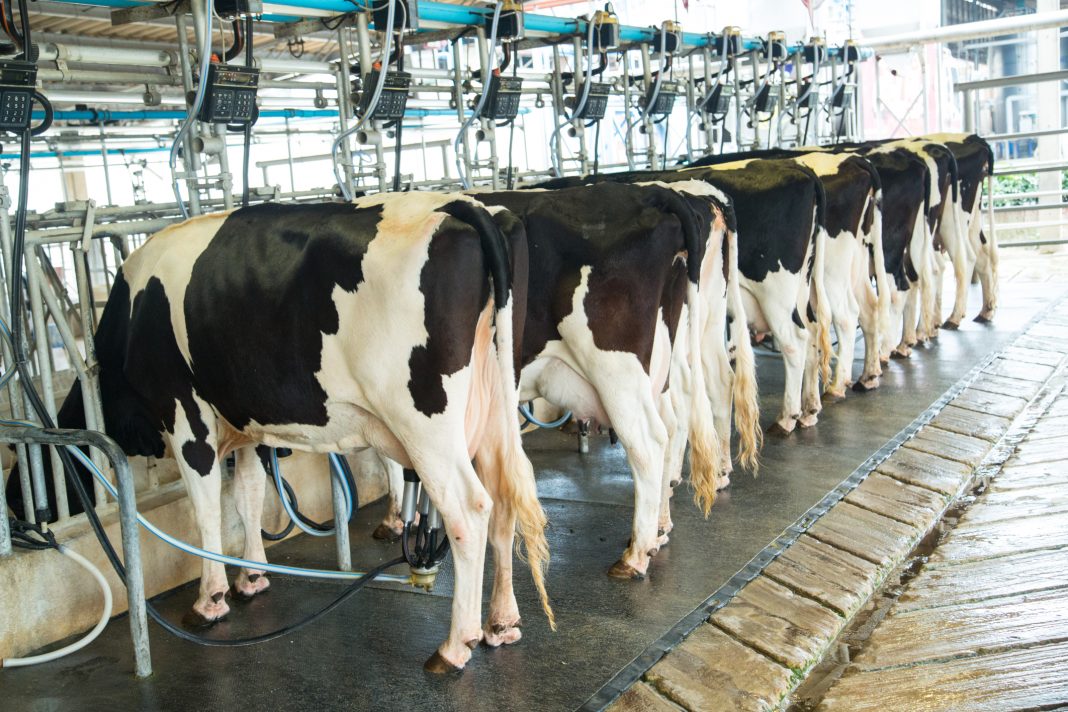 Cows being milked by use of machines