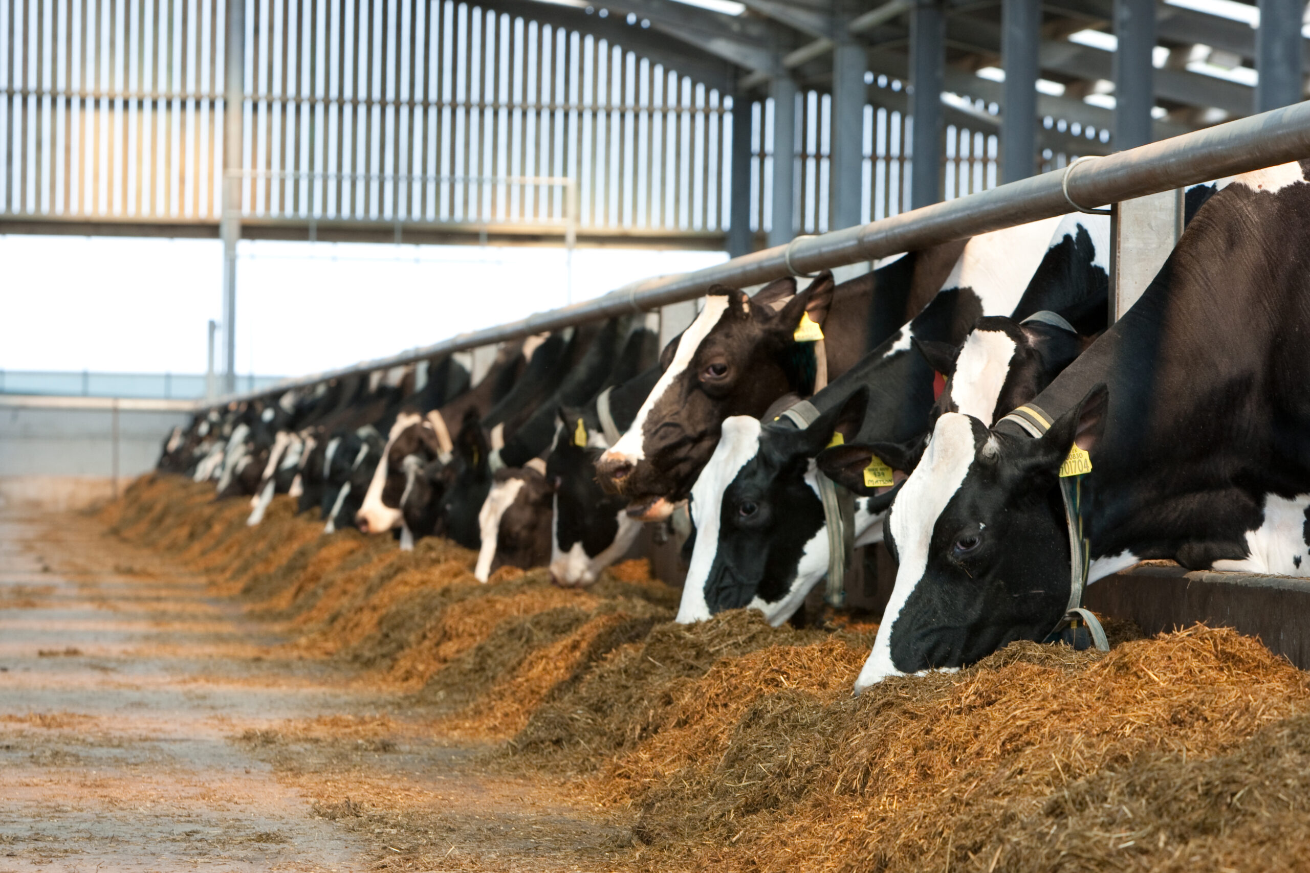 How to evaluate your dairy silage using sensory method