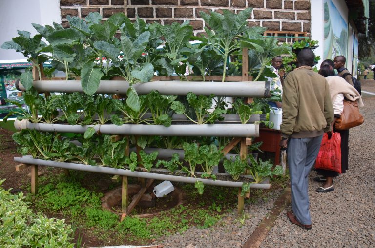 Kenya Emerges No.1 In Agriculture Innovations