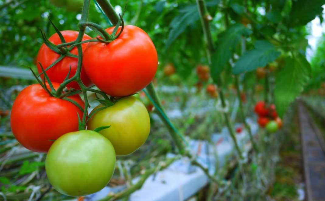 Tomato Farming Kenya