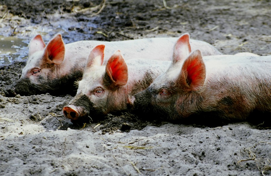 Why your pigs need mud