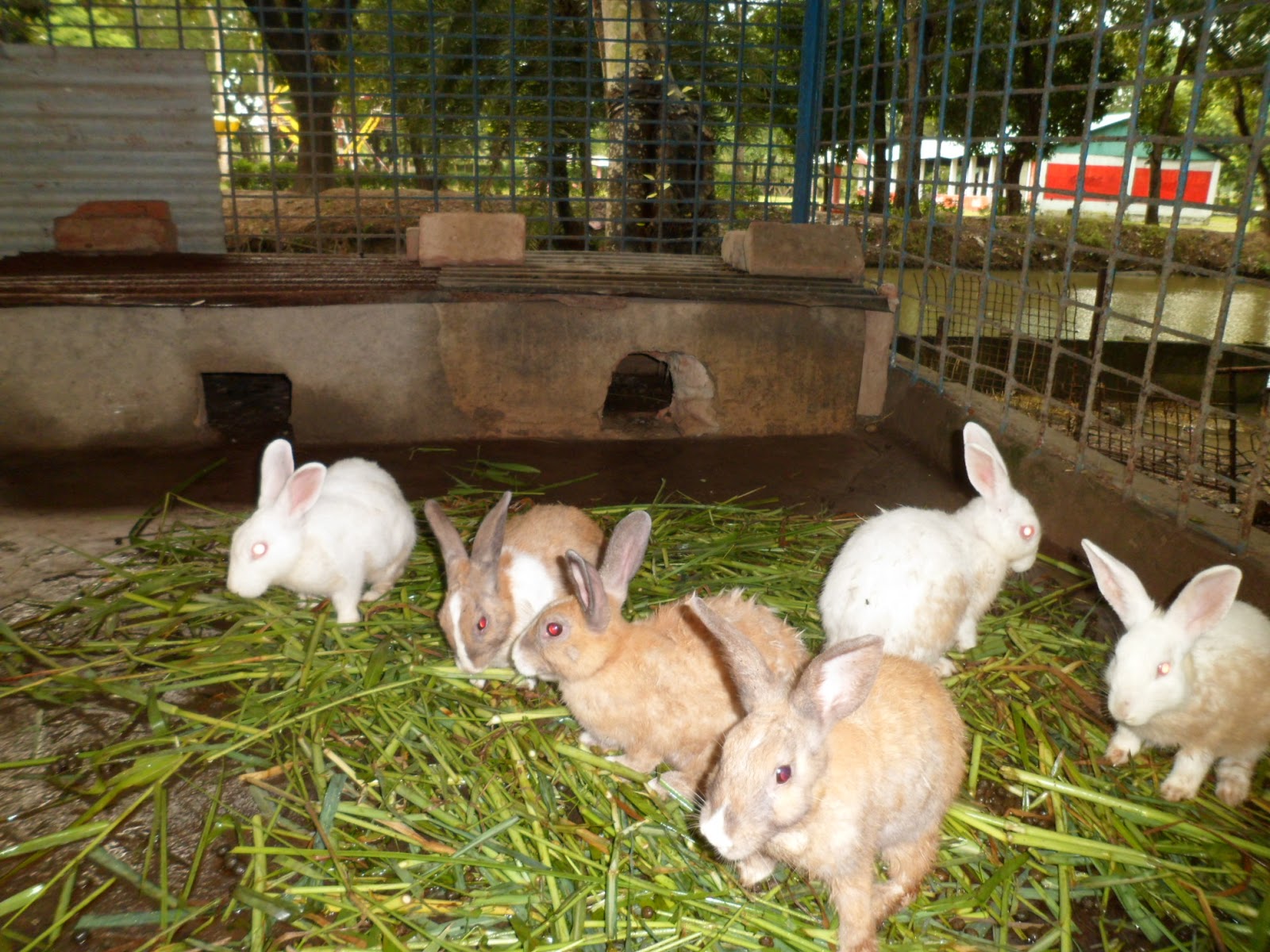 How To Raise Rabbits For Money In Your Farm