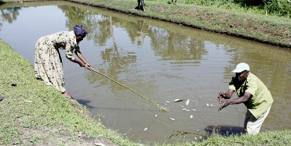 This Is all it takes to start pond with 2,500 fish in Kenya today