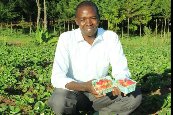 How I Make 80,000ksh Per Week From Growing And Selling Strawberry