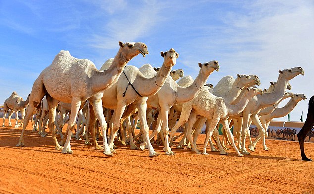 camels camels