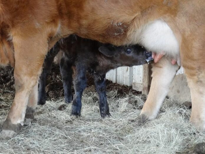Calf feeding on a Surrogate