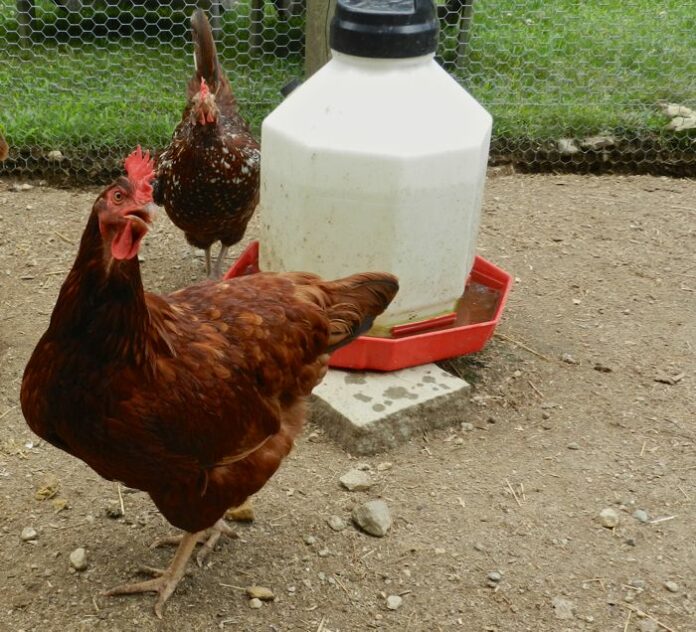Chicken and its Waterer