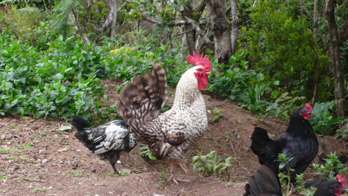 Chickens in a garden