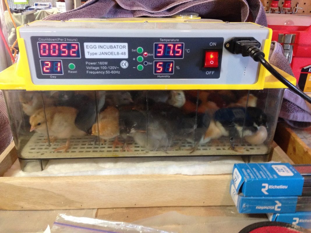 Chicks hatching in an incubator