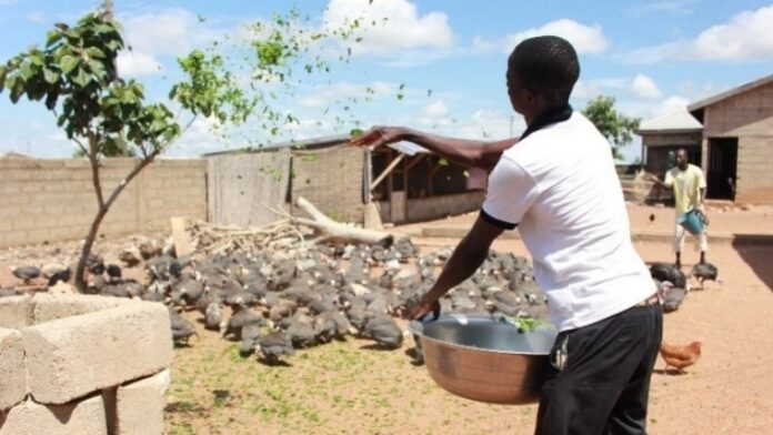 Guinea fowl farmer